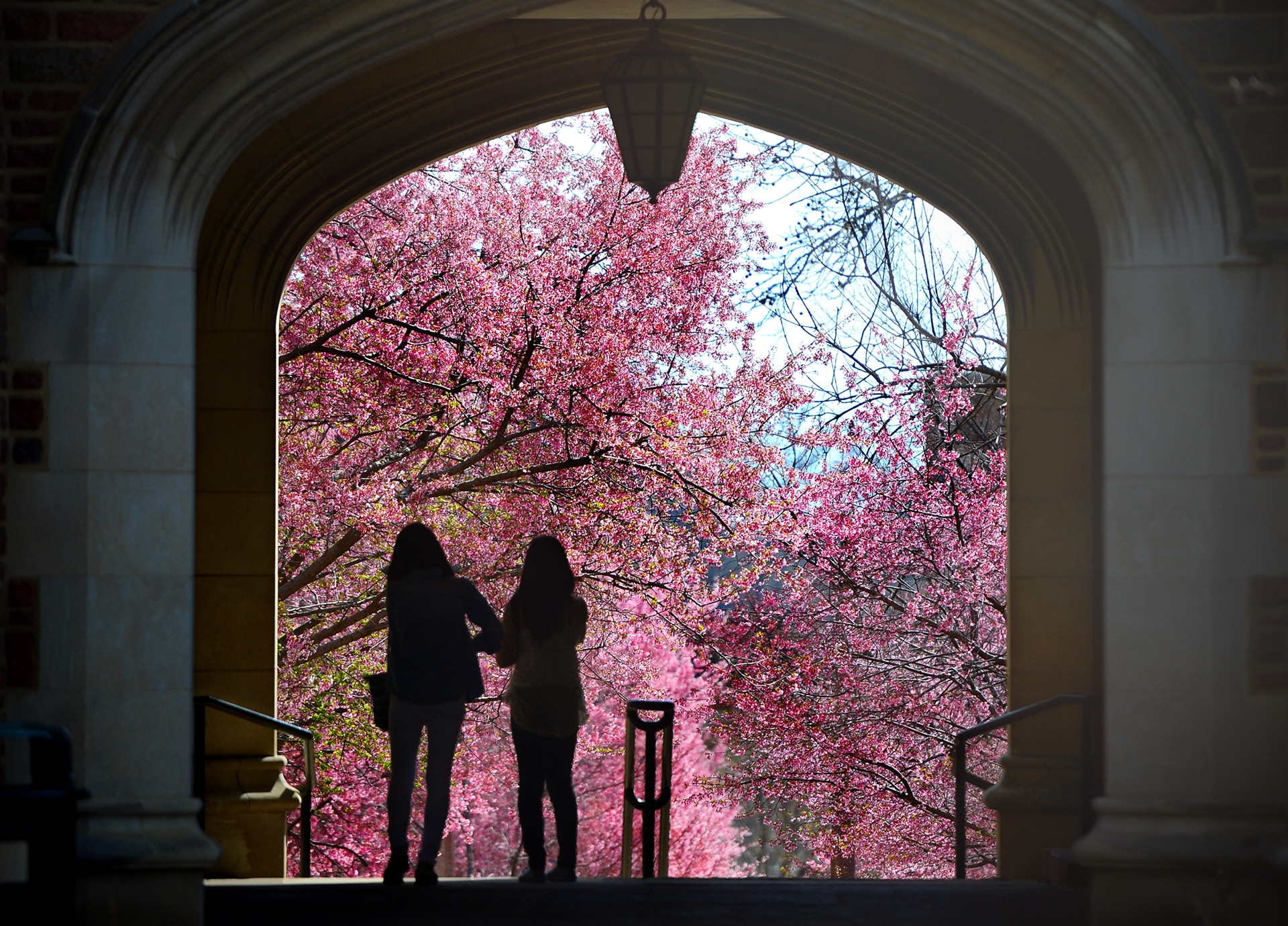 spring-students April 10, 2014 - Students spend the morning outdoors as the Danforth Campus sees the first signs of spring.James Byard/WUSTL Photos