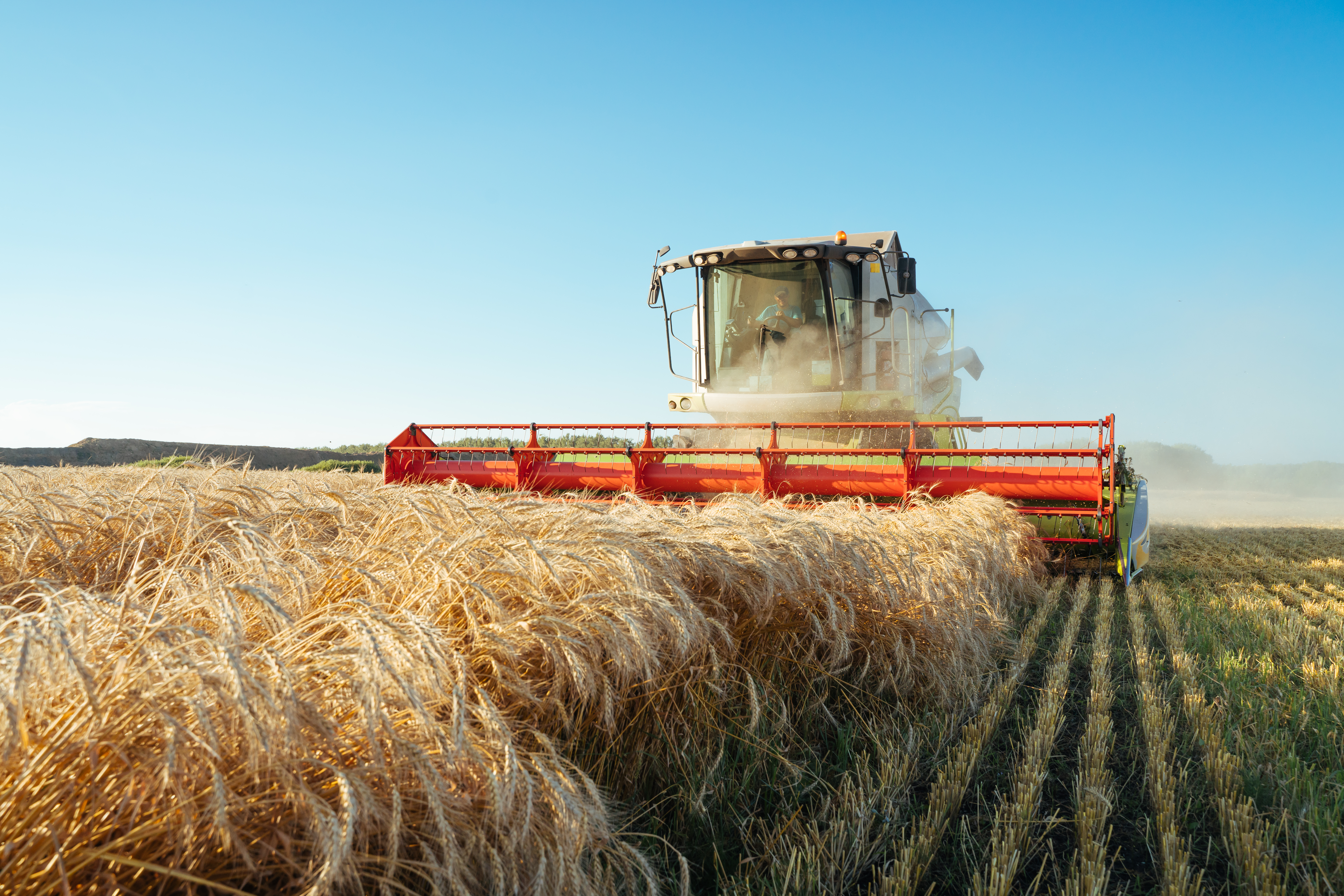 Combine harvester harvests ripe wheat. Ripe ears of gold field on the sunset cloudy orange sky background. . Concept of a rich harvest. Agriculture image
